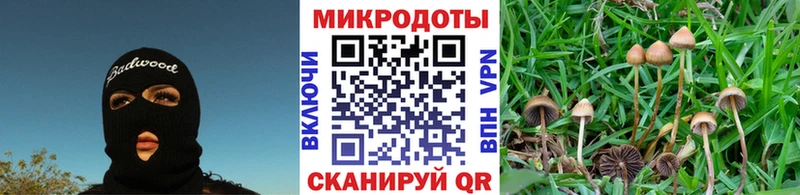 Псилоцибиновые грибы Psilocybe  хочу   Алзамай 